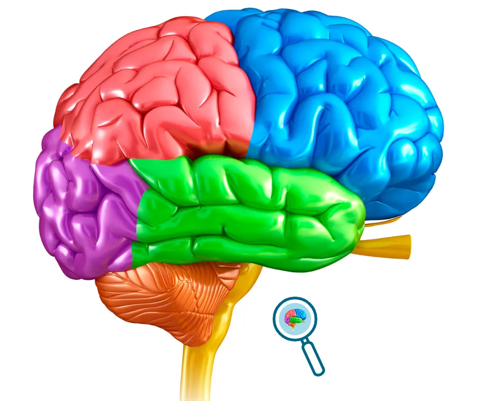 Brain Lobes Analysis