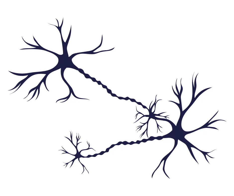 Representation of Brain Cells